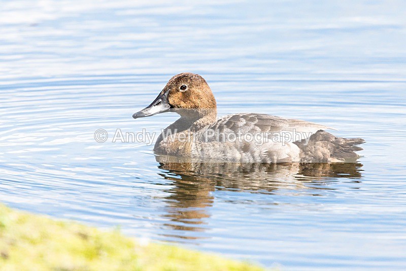 20170523-8E0A1260 - Pochard