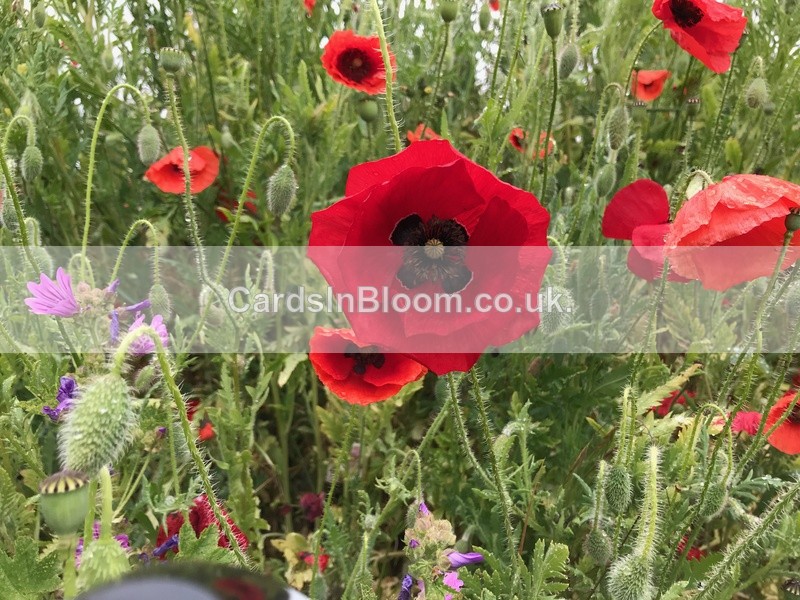 05 Poppies among the wildflowers - COUNTRYSIDE
