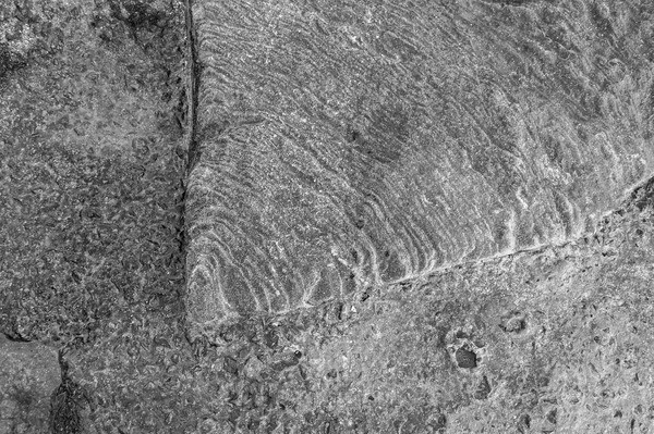Vermiculations Insert BW Bamburgh - Vermiculations