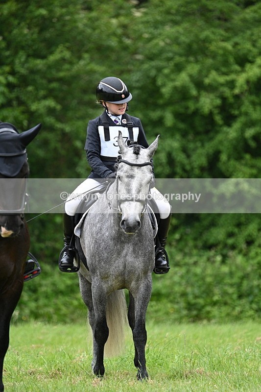 WJ7_4239 - Class 14A Handsome Gelding