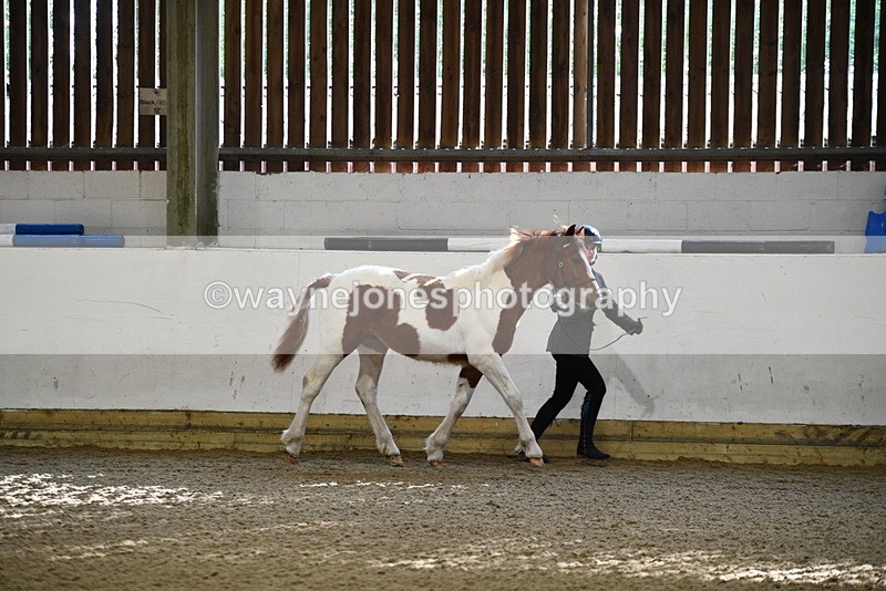 WJ5_3416 - Class 1 Youngstock