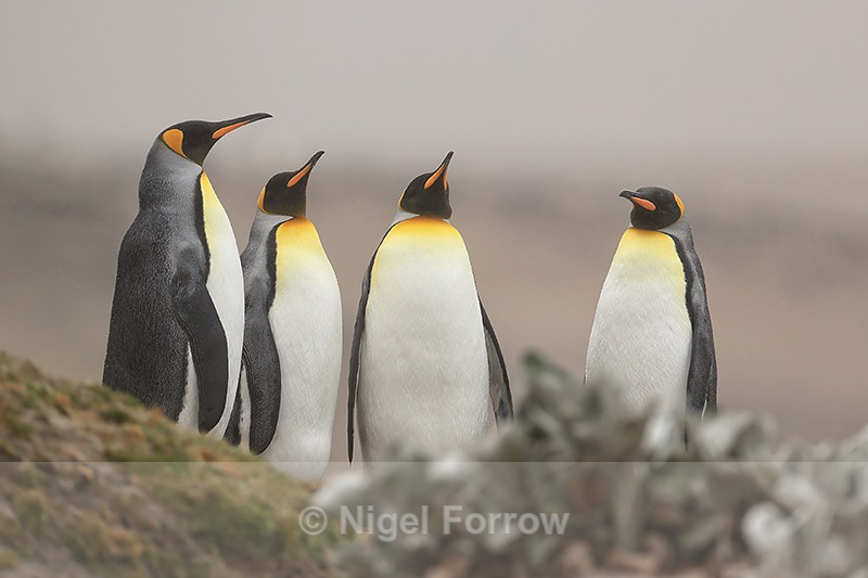King Penguin group, Saunders Island, Falklands - King Penguin