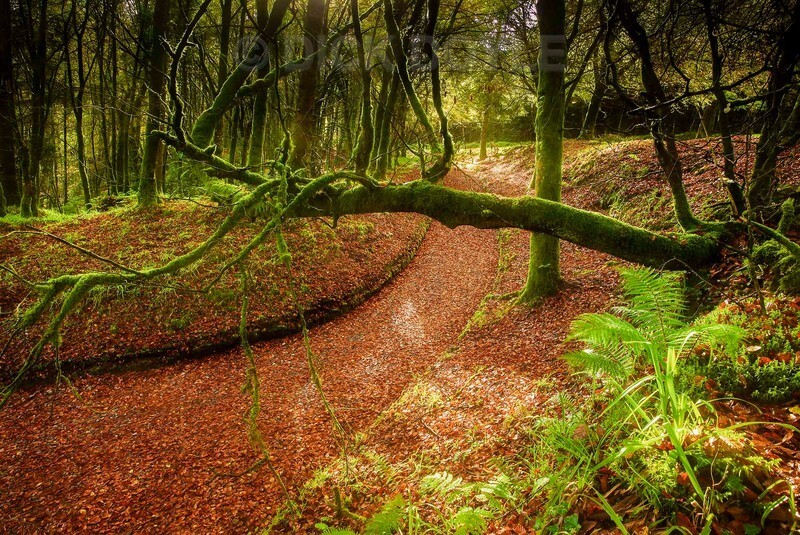 Twist and turn in Autumn