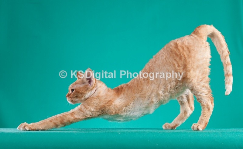  - Villamagic Devon Rexs