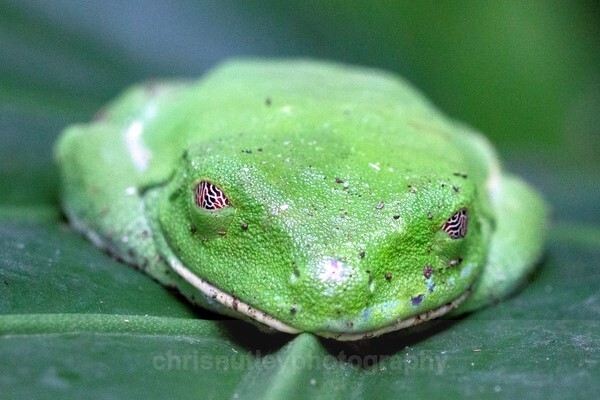  - Reptiles and Amphibians