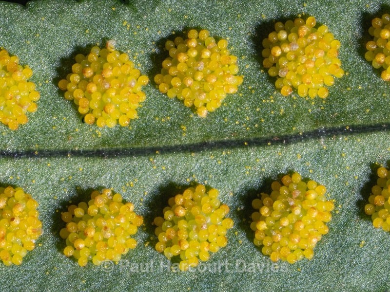 Common polypody (Polypodium vulgare) underside of frond to show sori. - Mikromak & TS Robusto 160