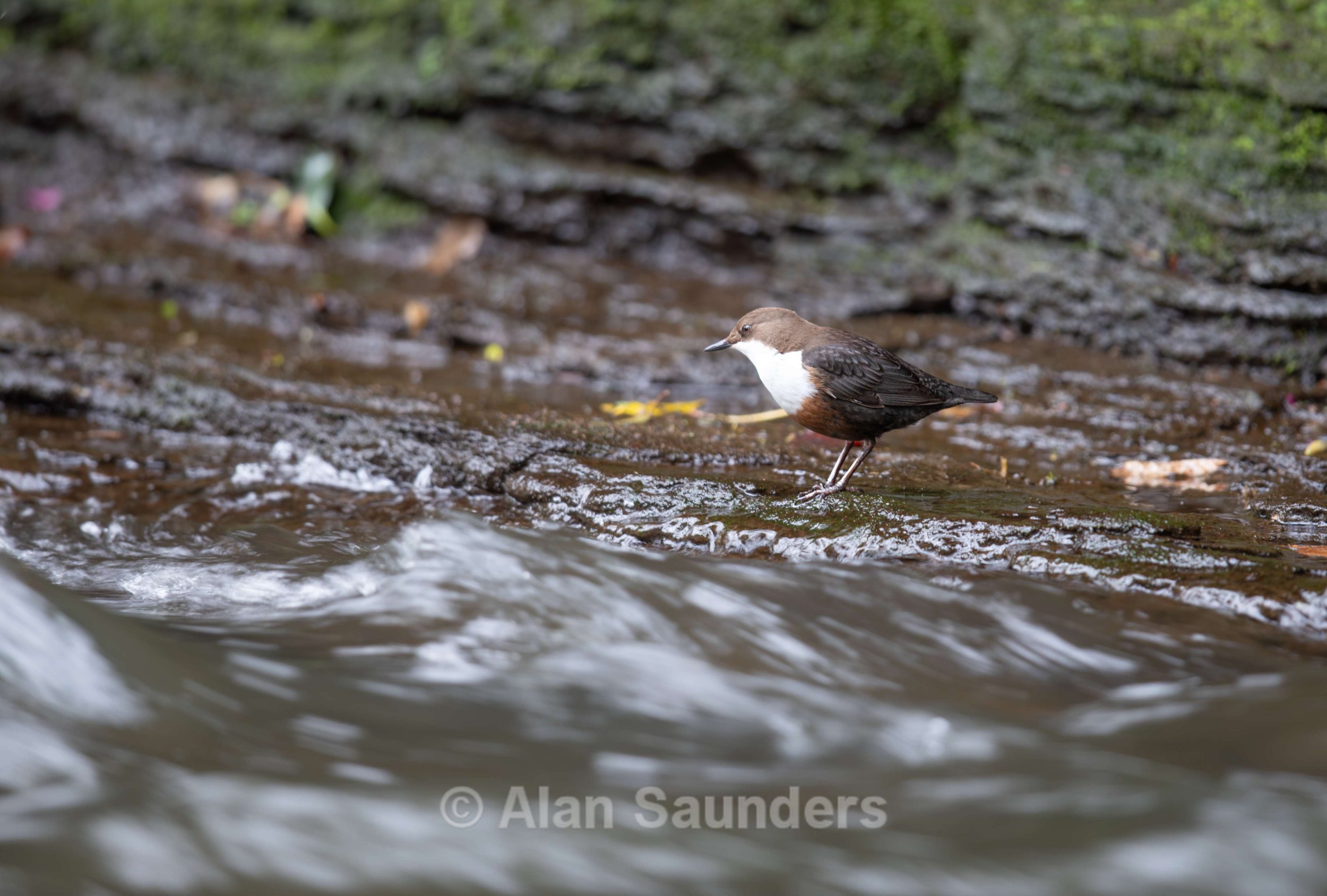 Dipper 4