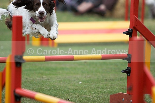  - Tendring Agility Group- St Osyth Summer Fete