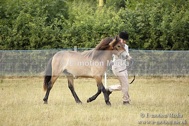 _C7A9587 - BVRC Sow 2018 Ring 2