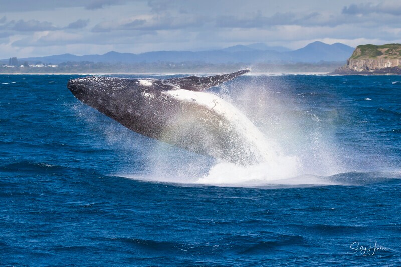0A3A6338 - 2024 Whale Photos