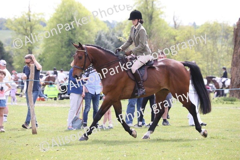 20260426-4406 - Class 34 - Best Riding Horse Over 14.2hh