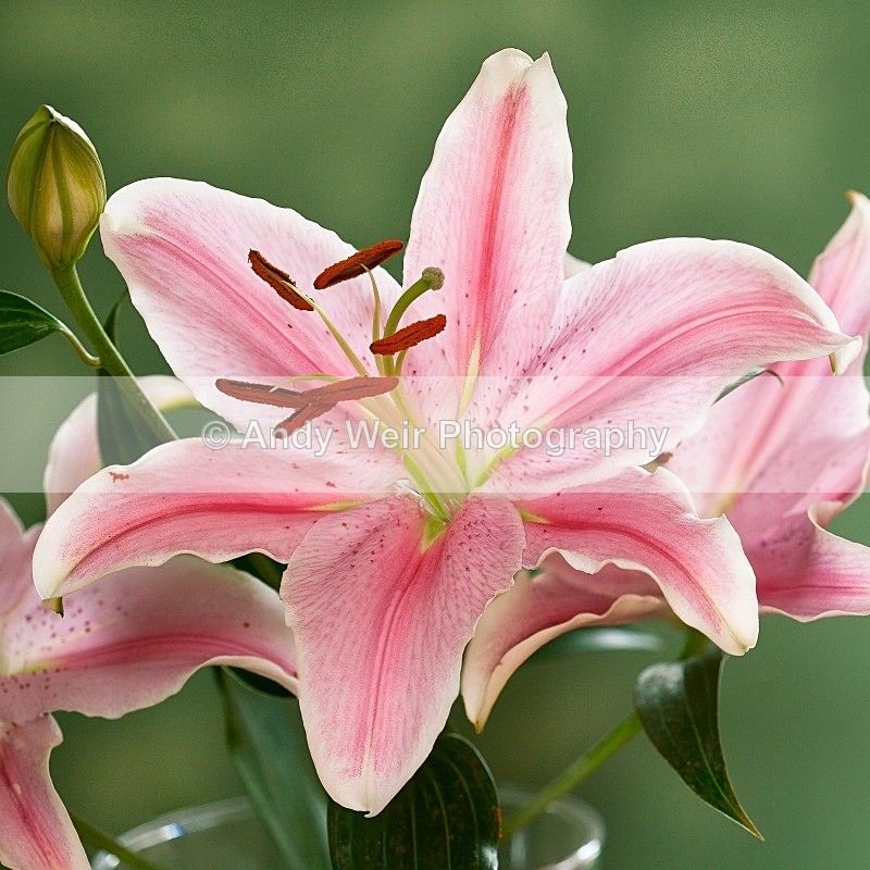 20120101-_MG_8573-781 - Plants & Flowers