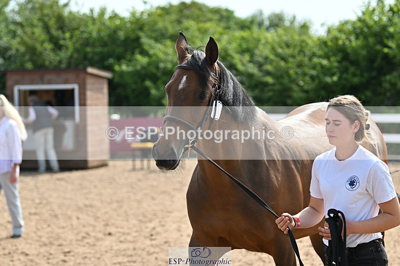 240717A-160307-03299 - Trot Up 4pm to 5pm