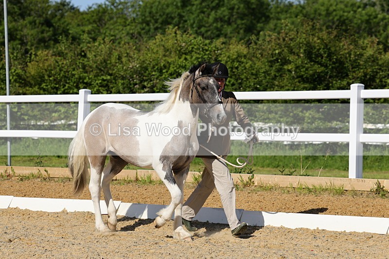 1X9A0647 - Class 3: Youngstock 1, 2, 3 year old not to exceed 153cm