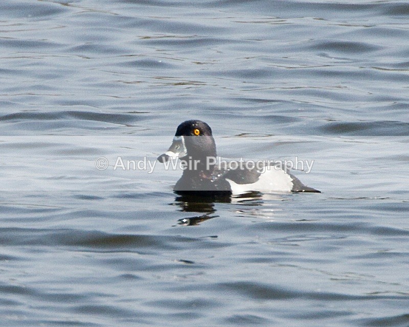 20110422-IMG_4588-154 - Tufted Duck