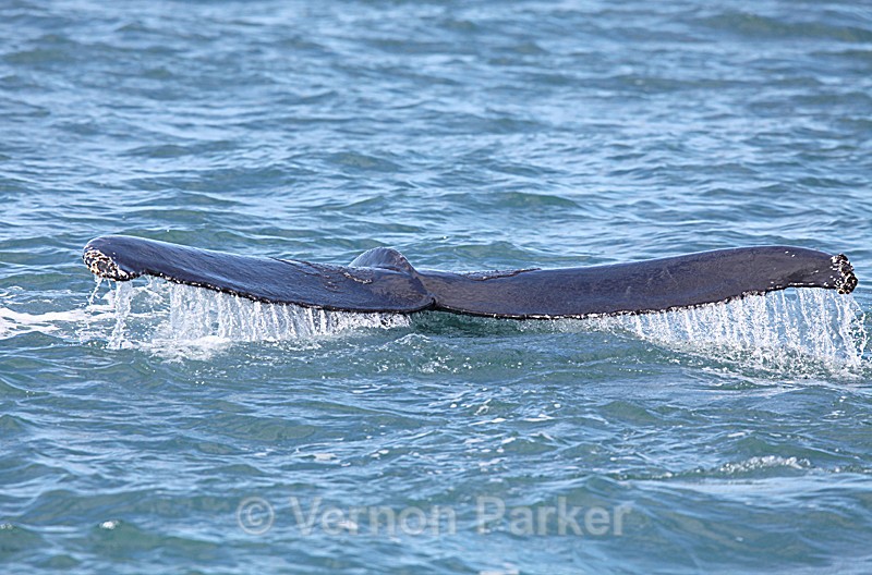 Whales - Backgrounds