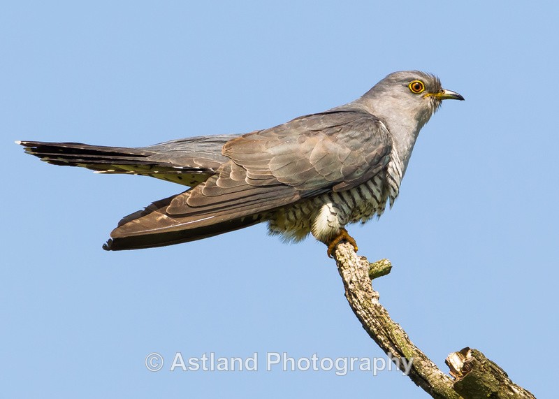 Astland Photography, Bird and Wildlife Images, Susan and Peter Wilson, U.K.