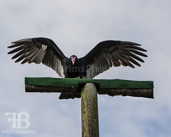 Wow March 16-28 - Birds of Prey