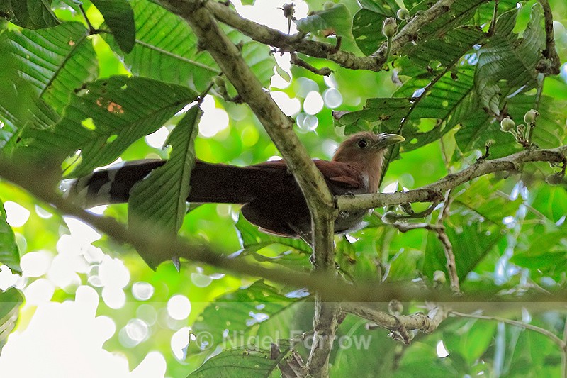Squirrel Cuckoo, Tortuguero, Costa Rica - Squirrel Cuckoo