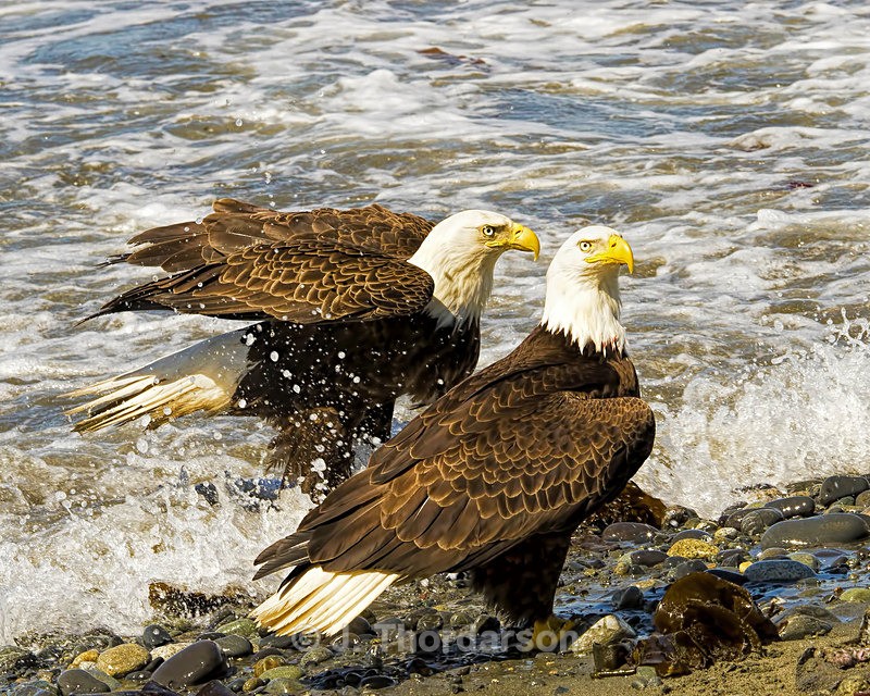  - Bald Eagles