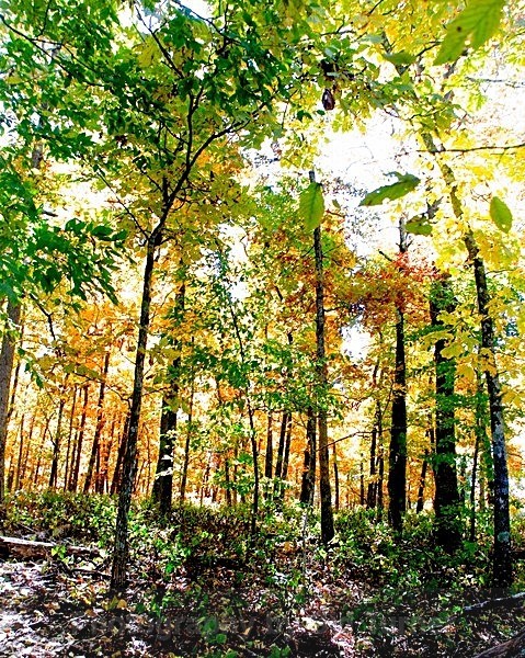  - Autum