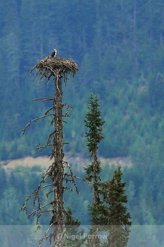 Osprey nest, Mud Creek, Blue River, British Columbia, Canada - Osprey