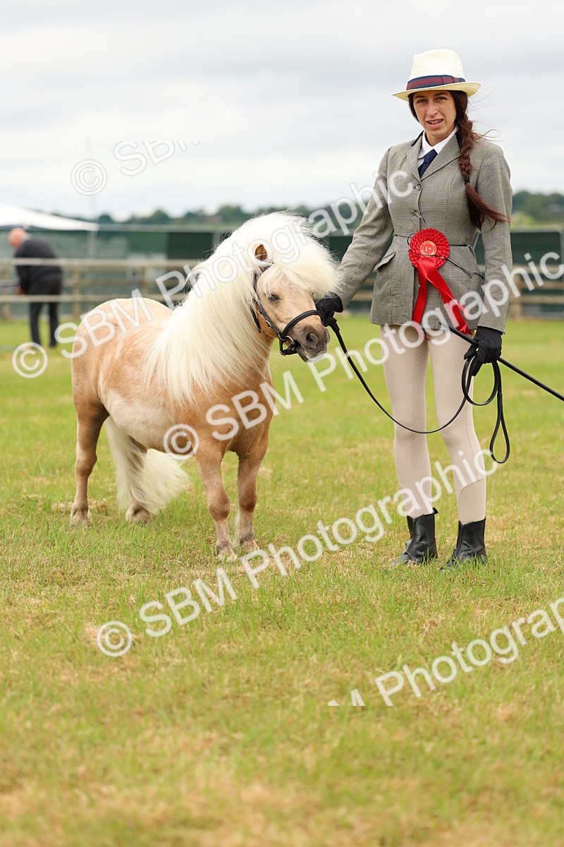 SBM_04488 - Class 64-67 - Shetland Pony In Hand