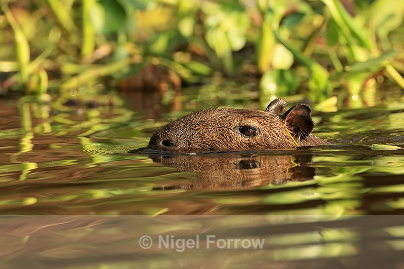 Capybara swimming in Corixo Negro, Mato Grosso, Brazil - Capybara