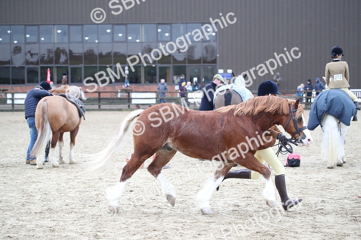 SBM_007278 - Class 10-13 - RIHS Small Large Breeds