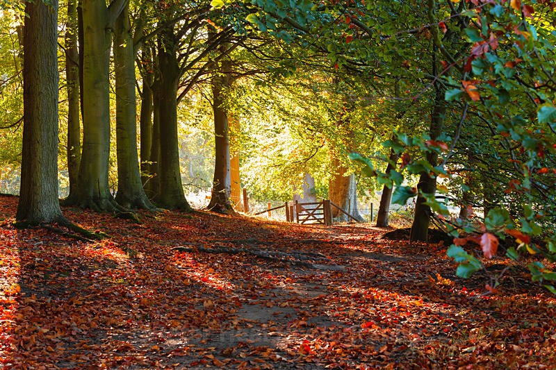 Autumn Colours