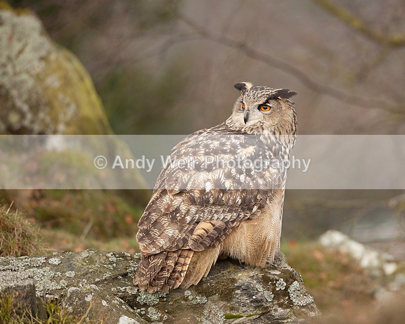 - Eagle Owl