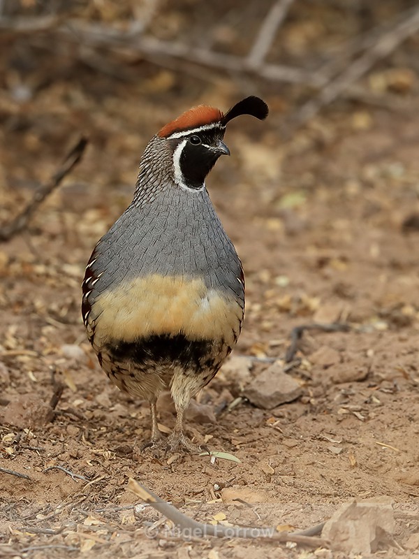 Gambel's Quail (male) front view, Bosque del Apache, New Mexico