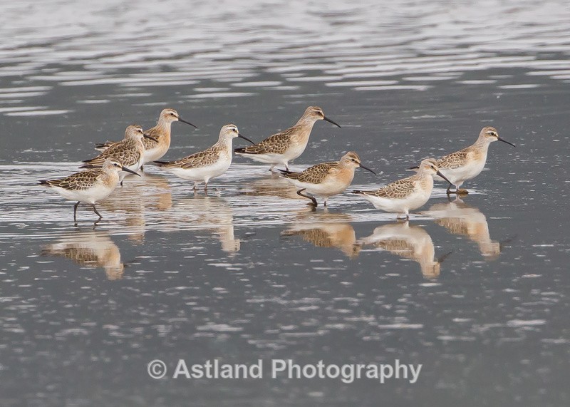 Astland Photography, Bird and Wildlife Images, Susan and Peter Wilson, U.K.
