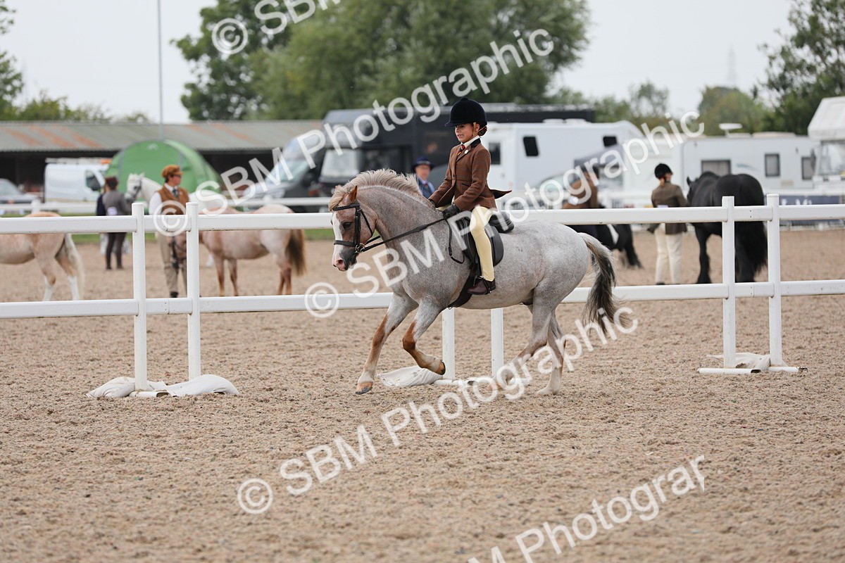 SBM_12712 - Class 307 Ridden Coloured Pony