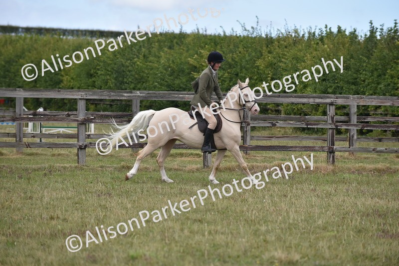 20250831-4150 - Class 13 - Working Hunter Horse or Pony