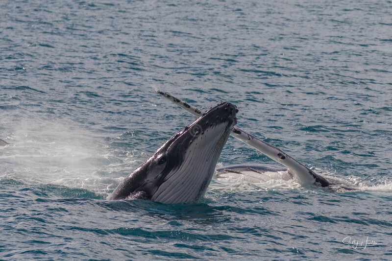 HB Calf Breach 7. 0A3A7858 - 2025 Hervey Bay Whales