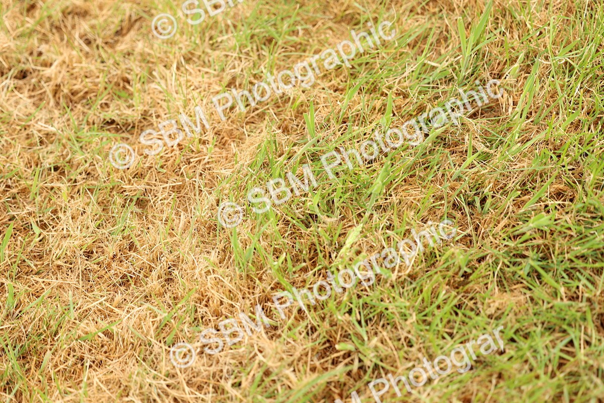 SBM_04160 - Class 64-67 - Shetland Pony In Hand