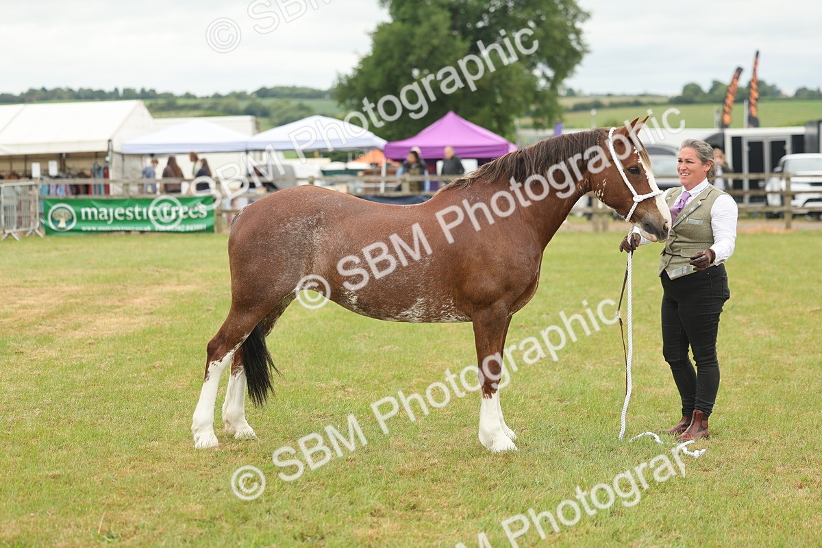 SBM_02401 - Class 50-57 - M&M Welsh Pony In Hand