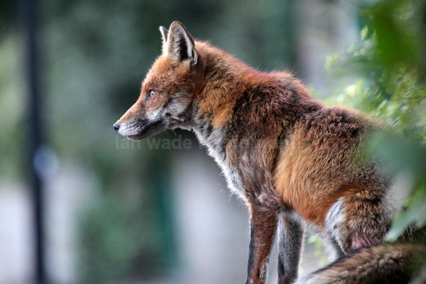  - Urban Foxes, Bristol, Great Britain