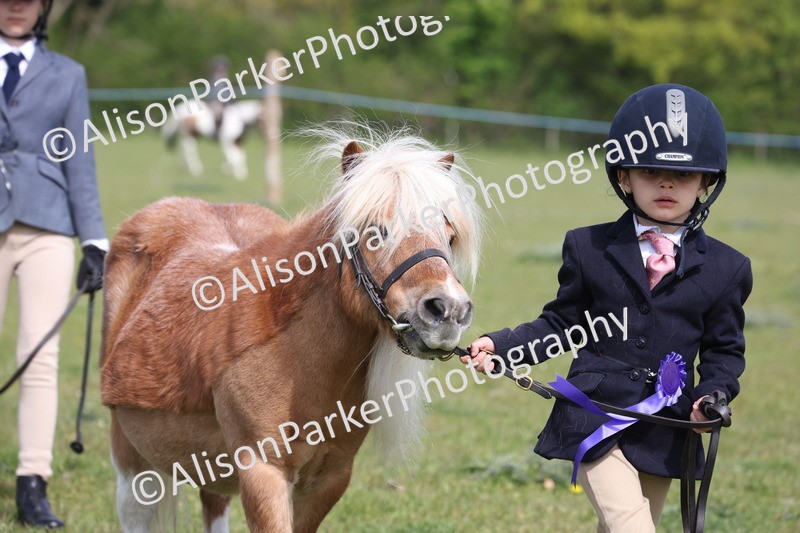 20260426-3135 - Class 26 - Shetland Ponies and Minitures