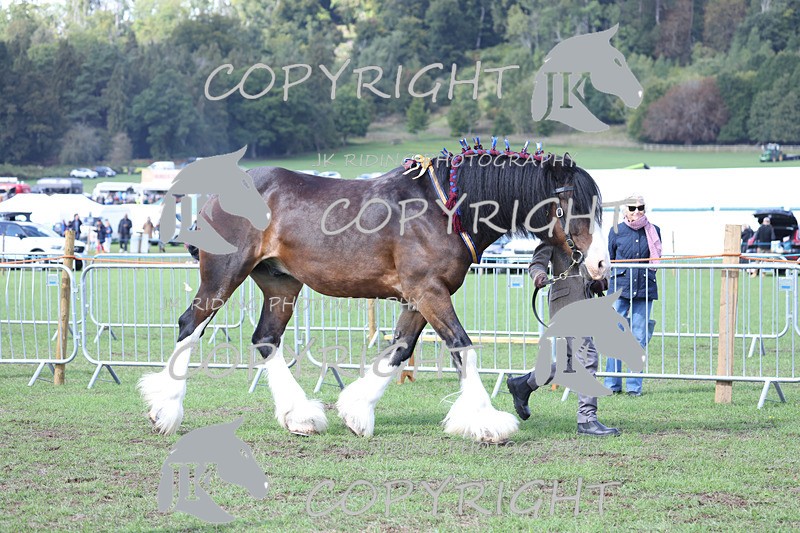 APP_3451 - Class 6 Young Handlers