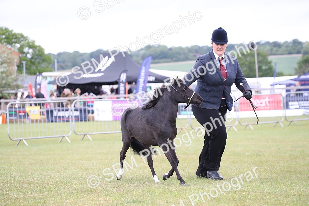 SBM_03520 - Class 23-25 - British Miniature Horse of the Year