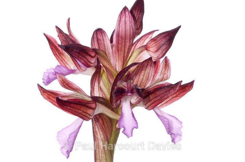  - WB: Orchids - Orchis
