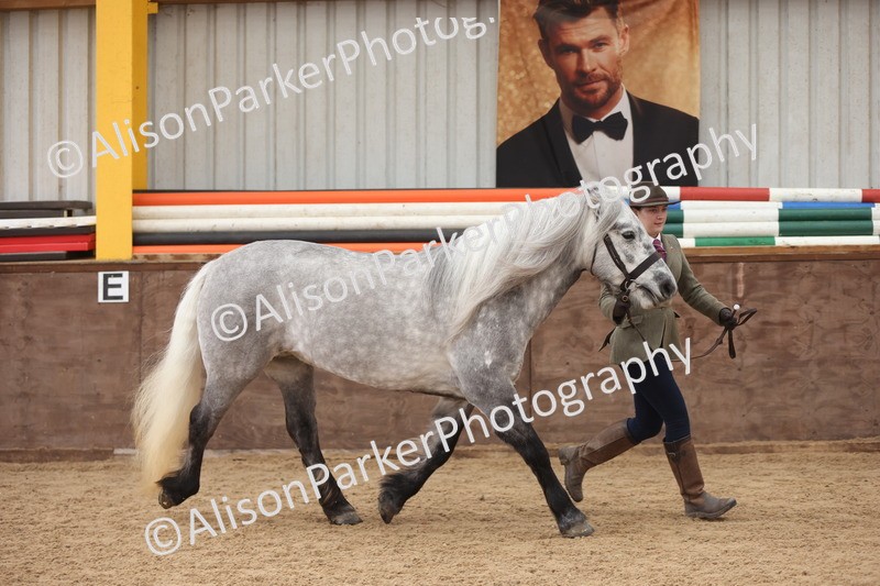 20251109-1031 - Class 28 - Mares 4 Years and over