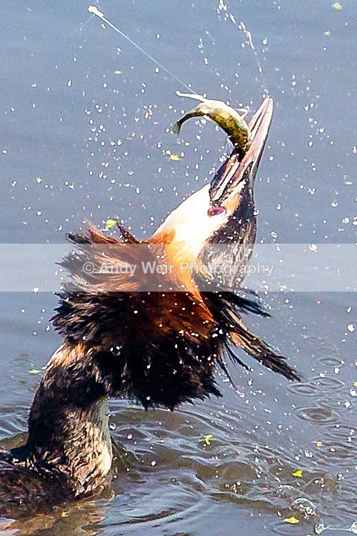 20180529-Woolston3K8A0430-Edit - Gt. Crested & Little Grebes