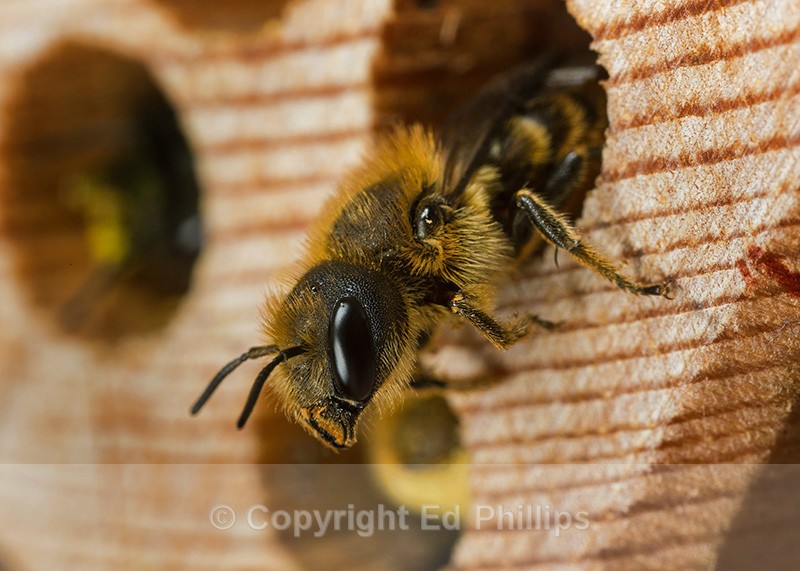 Osmia leaiana (f) - Osmia leaiana
