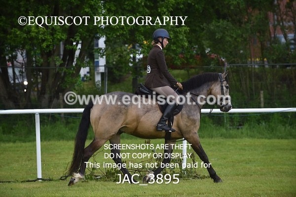 JAC_3895 - 55cm WORKING HUNTER