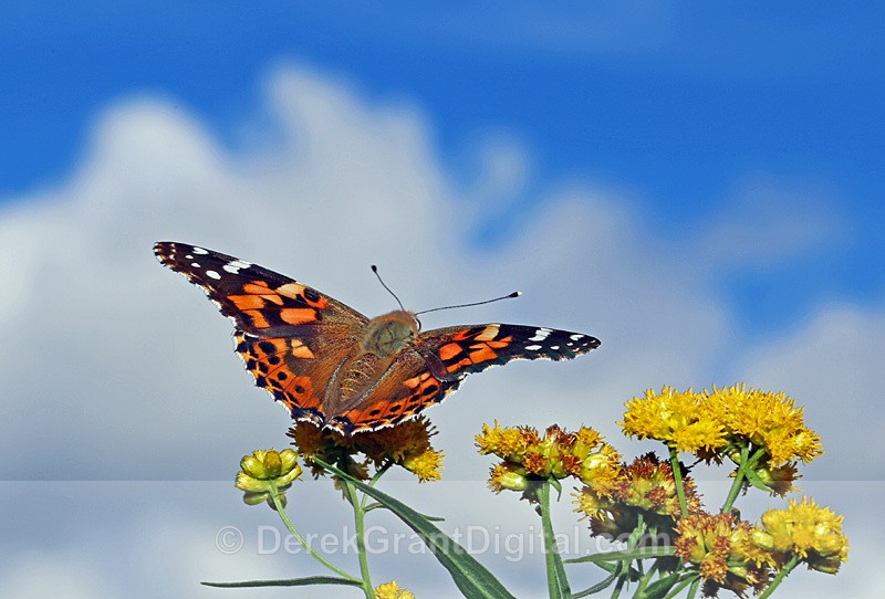 Vanessa cardui - Butterflies & Moths of Atlantic Canada