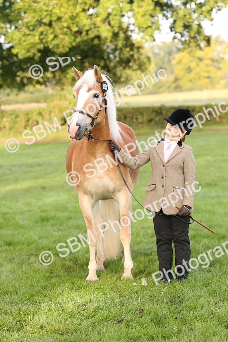 SBM_54438 - S51 - Foreign Breeds In Hand