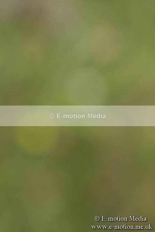 BVR160717-1222 - Class 2 Dressage 16/07/17